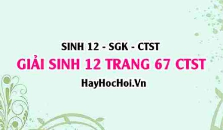 Giải Sinh 12 trang 67 Chân trời sáng tạo SGK